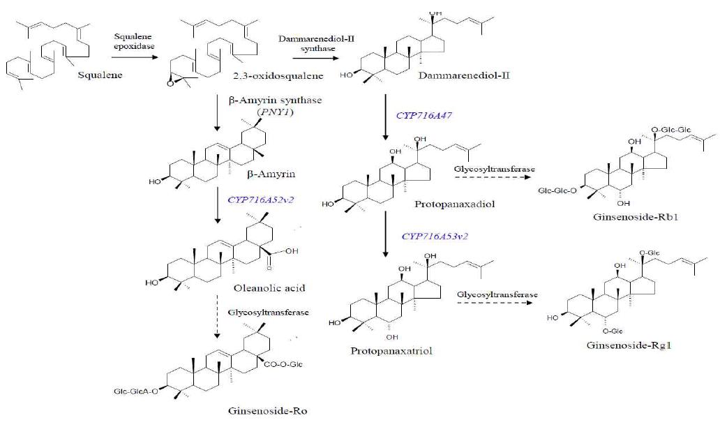 P . ginseng.에서 진세노사이드의 생합성 과정