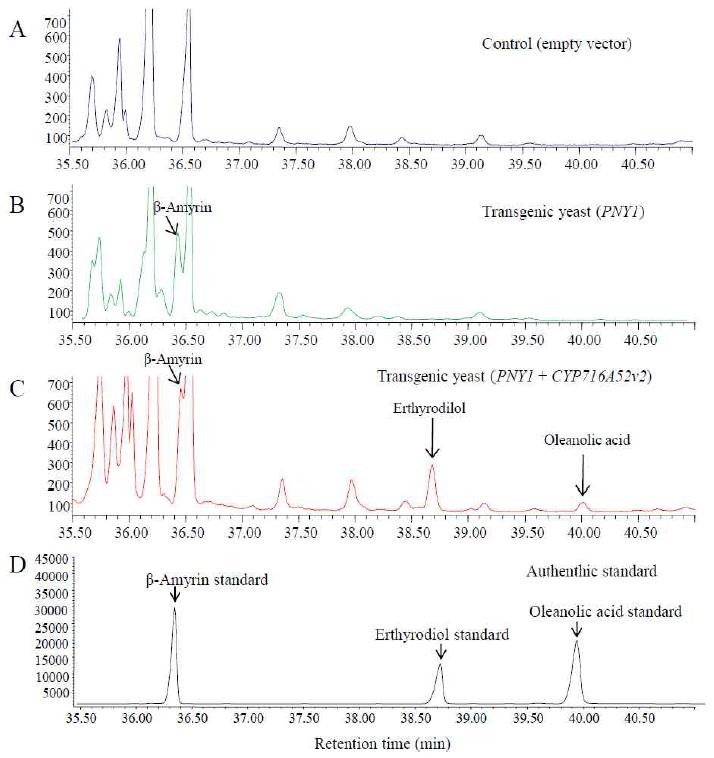 PNY1 와 CYP716A52v2를 두 발현하는 WAT21이스트의 oleanolic acid생산의 GC/MS 분석.