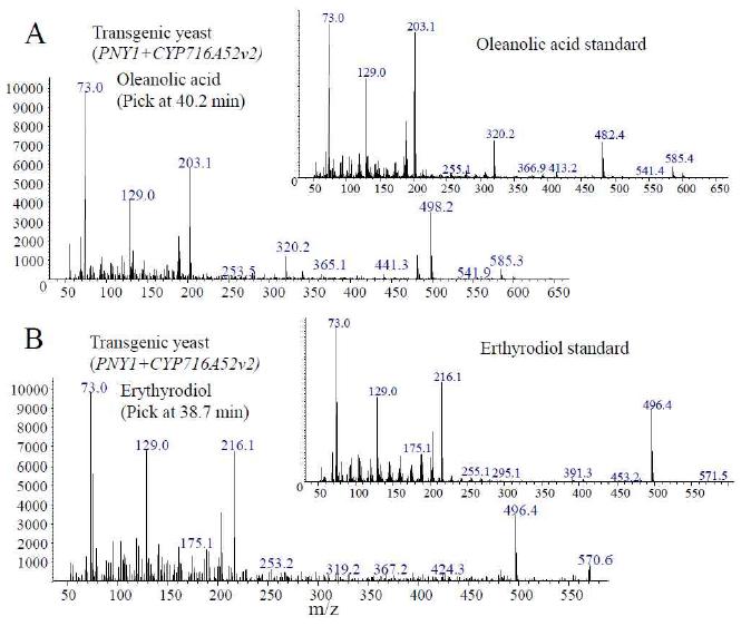 PNY1 와 CYP716A52v2가 모두 발현된 이스트 세포에서 40.2분의 oleanolic acid MS 스팩트럼(A)와 38.7분의 erythrodiol(B).