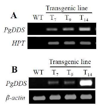 PgDDS 유전자가 과발현된 담배 형질전환체에서 도입된 유전자 탐지