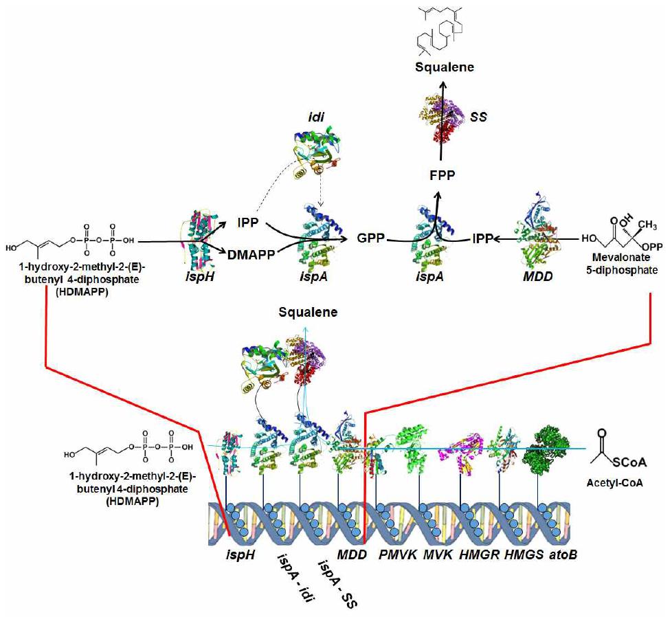 MEP와 MVA pathway를 융합한 DNA scaffold 모식도