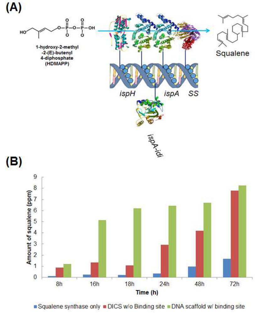 (A) MEP pathway를 이용한 DMAPP/IPP condensation 최적화 DNA scaffold 개발 모식도 (B) Squalene synthase만 발현시켰을시(파란색)와, Scaffold가 구축될수 있 는 Binding site를 넣지 않았을시(빨간색), 넣어 주었을시(연두색) 동시간에 Squalene의 생성량 비교