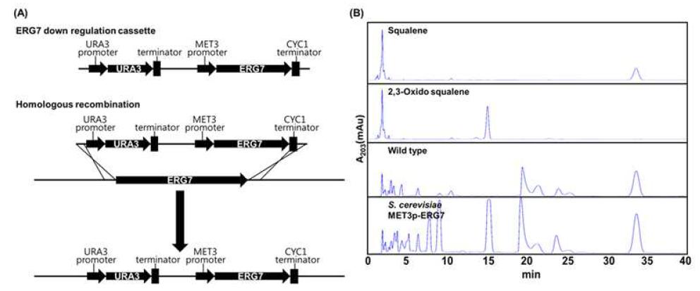 (A) ERG7 down regulation을 위한 cassette제작 및 cassette integration 및, (B) wild type strain과 ERG7 down regulated strain의 2,3 oxidosqualene accumulation 비교