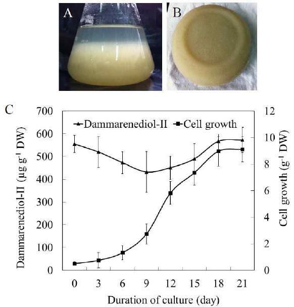 형질전환 담배의 세포현탁배양 시 dammarenediol-II 생산량