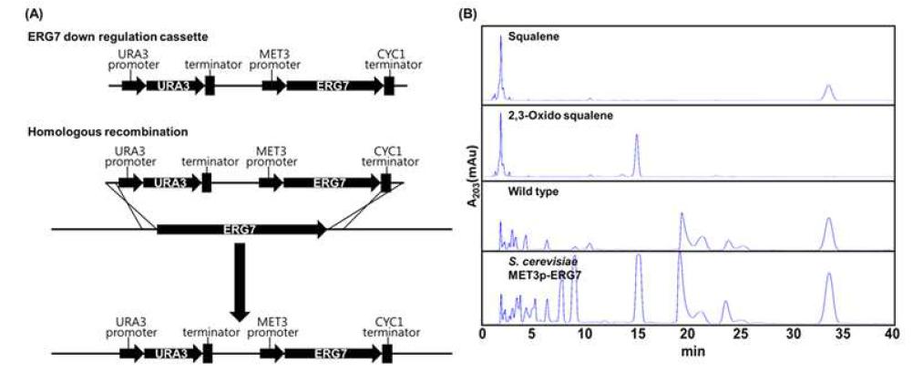 (A) ERG7 down regulation을 위한 cassette제작 및 cassette integration 및, (B) wild type strain과 ERG7 down regulated strain의 2,3 oxidosqualene accumulation 비교