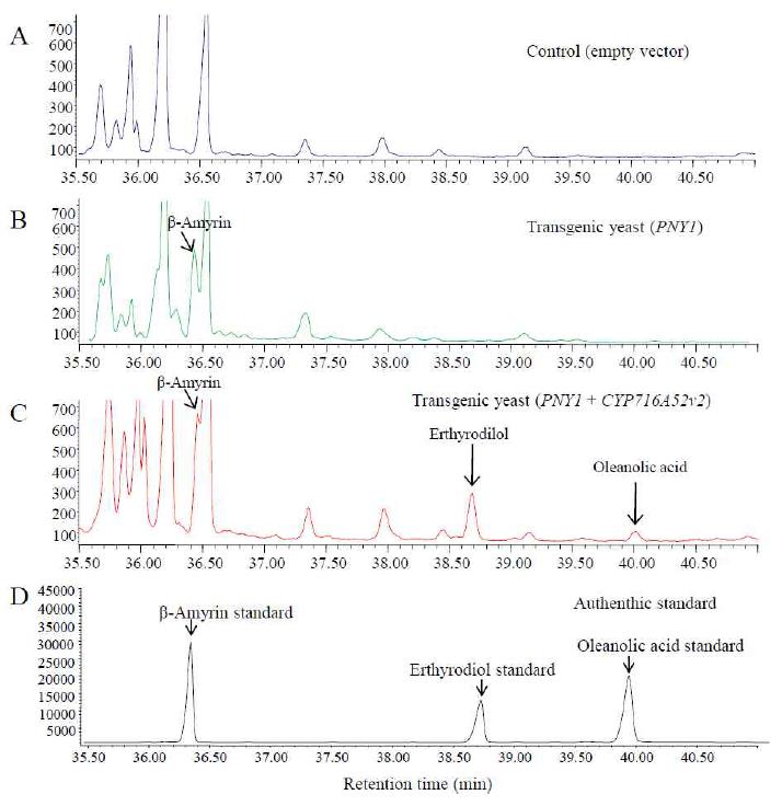 NY1 와 CYP716A52v2를 두 발현하는 WAT21이스트의 oleanolic acid생산의 GC/MS 분석