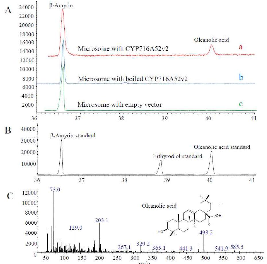기내에서 CYP716A52v2발현 이스트 세포의 microsomes을 이용한 –Amyrin의 oleanolic acid로의 전환