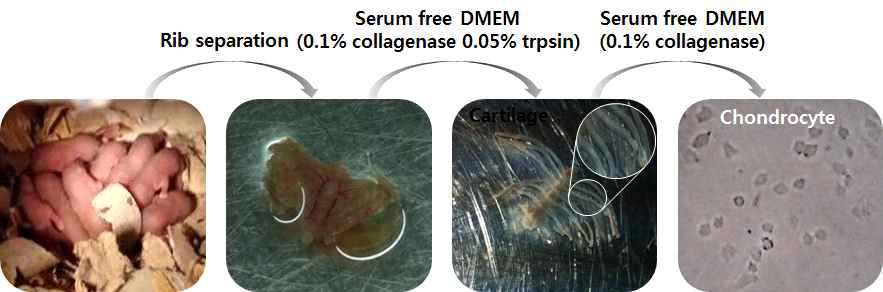 연골세포 분리 배양