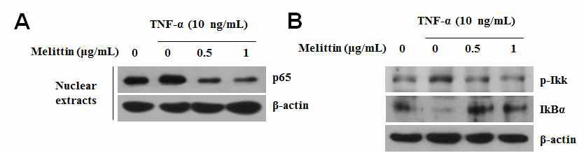 멜리틴의 IKK/IκBα/NF-κB 조절경로에 미치는 영향