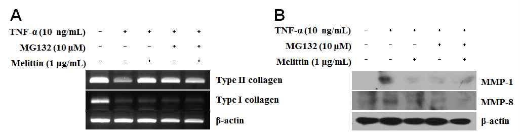 멜리틴의 NF-κB억제 기전을 통한 연골재생효과 확인