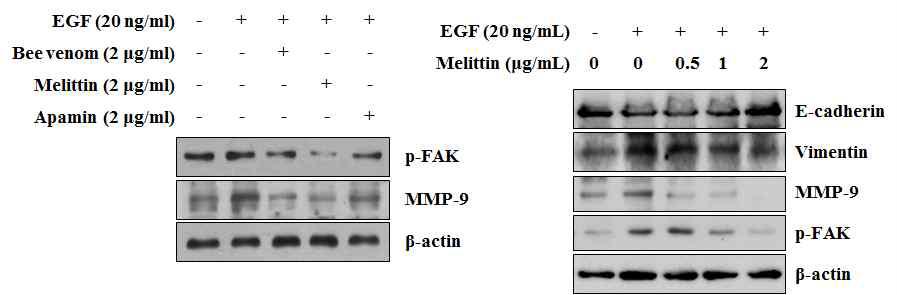 봉독과 주요펩티드의 EGF로 유도한 섬유화 저해 효능 확인