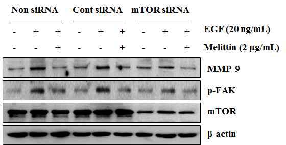 멜리틴과 mTOR siRNA에 의한 섬유화 억제 효과 확인