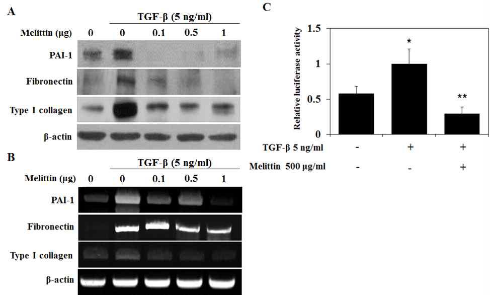 멜리틴의 TGF-β로 유도된 섬유화 마커인자 조절 효능 확인