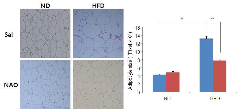 22주간 NAO와 고지방사료로 식이한 SD-rat의 지방세포의 크기 저해