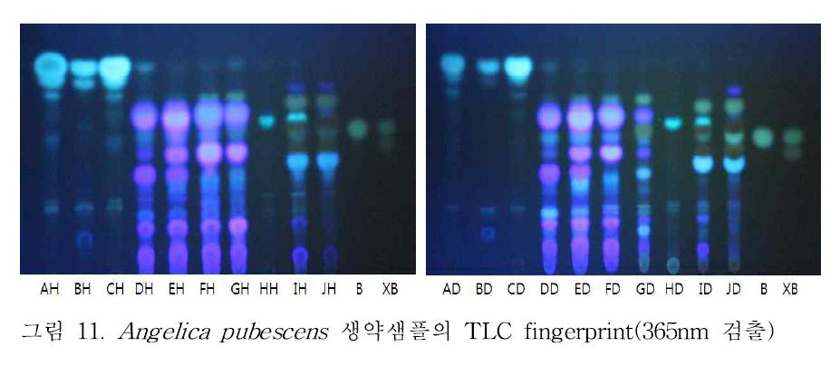 Angelica pubescens 생약샘플의 TLC fingerprint(365nm 검출)