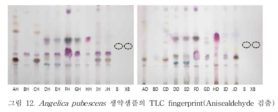 Angelica pubescens 생약샘플의 TLC fingerprint(Anisealdehyde 검출)