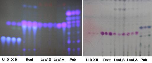 당귀의 뿌리와 잎 샘플의 TLC비교(365nm, anisealdehyde 검출)