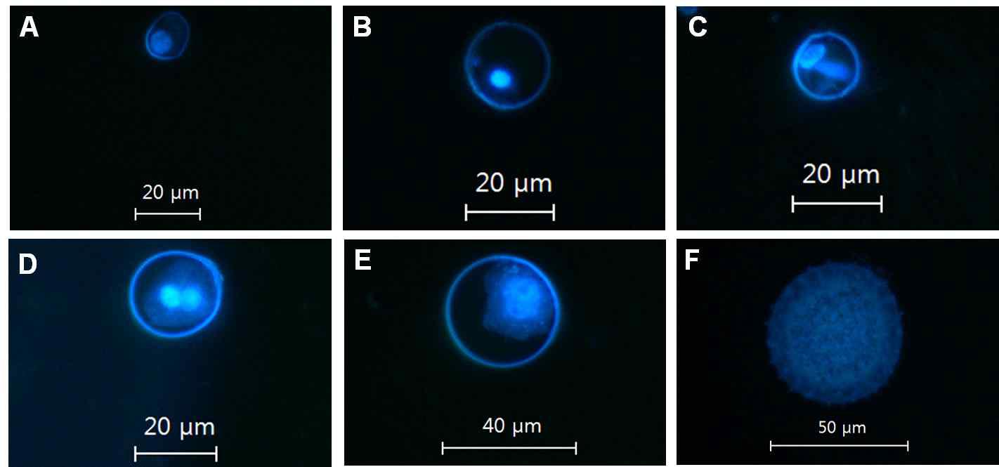 고구마 근연야생종(I. trifida)의 6~7mm 길이 꽃봉오리의 소포자 관찰(DAPI 염색).