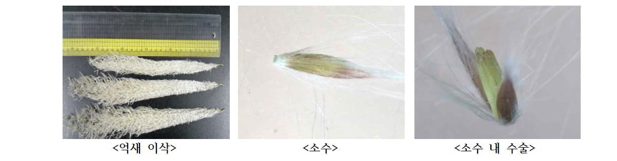 거대억새 1호의 소수와 소수내 수술.