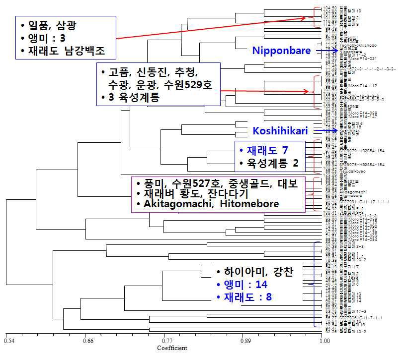 핵심 유전집단 선발을 위한 cluster 분석.