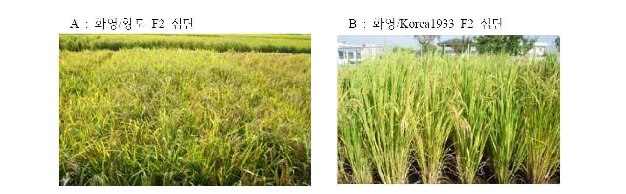 재래벼 황도(A)와 잡초벼 Korea1933이 교잡된 F2 개체 분리 양상.