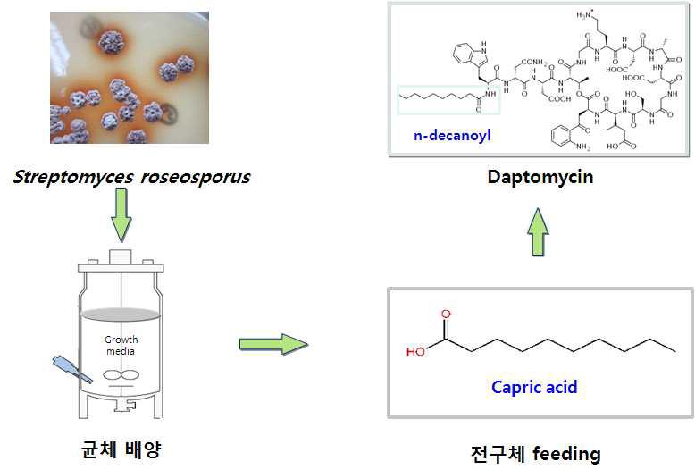 The scheme of daptomycin fermentation