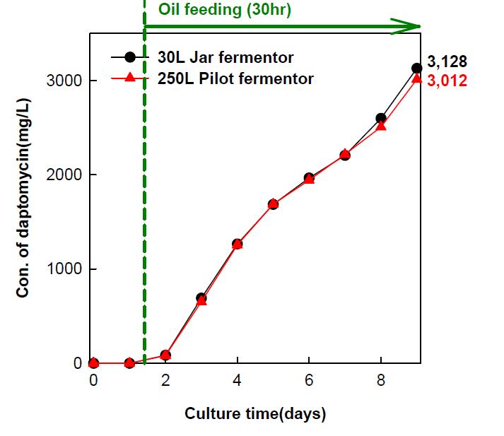 Pilot scale fermentation on daptomycin production