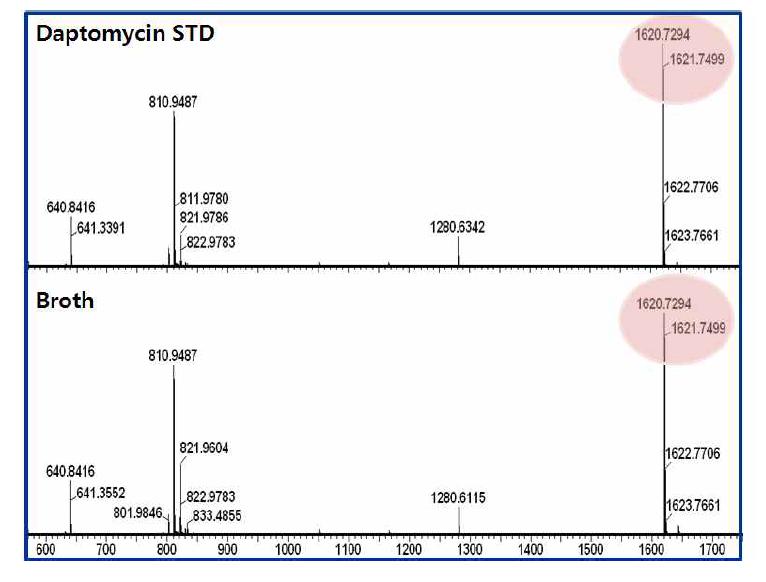 LC/MS chromatogram of daptomycin standard and culture broth