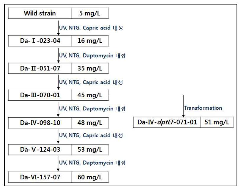 Geneology of strain improvement