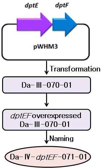 Schematic of dptEF overexpression