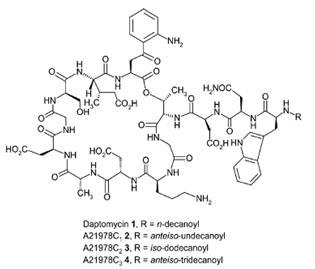 Structure of daptomycin