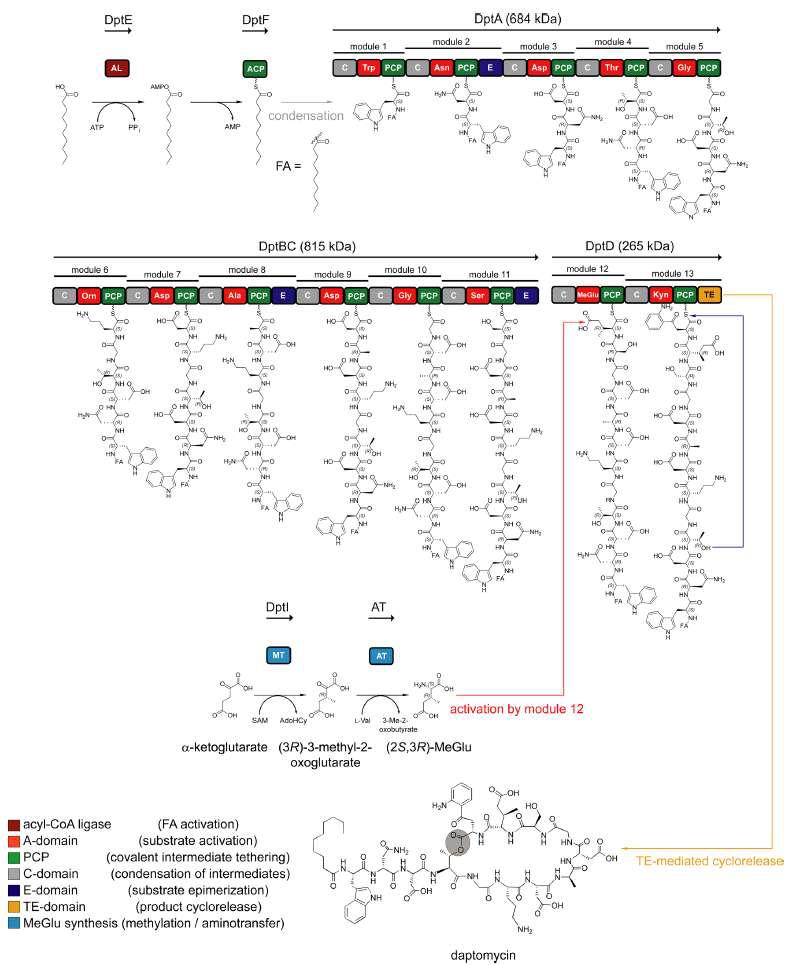 Biosynthesis pathway of daptomycin