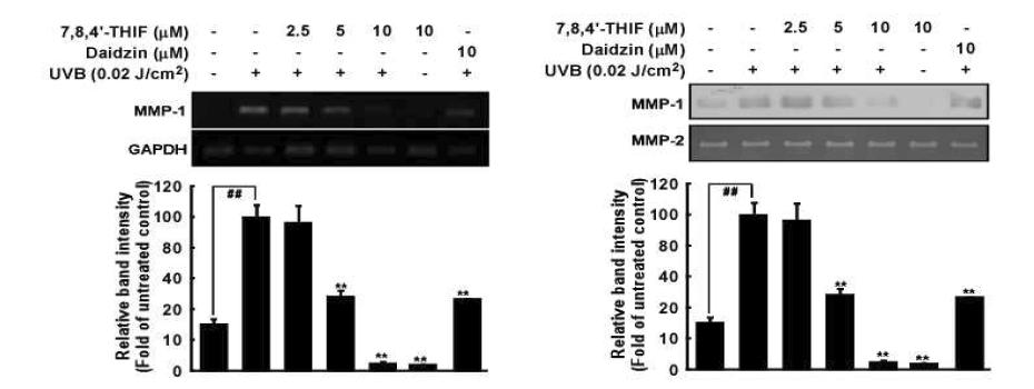 세포주 모델에서의 7,8,4’-THIF의 MMP-1 발현 억제 효능