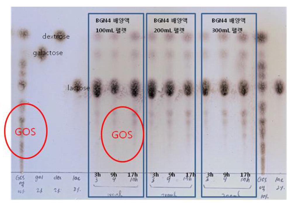 BGN4 wet형태로 기질반응 후 3, 9, 17시간 경과별 GOS생성