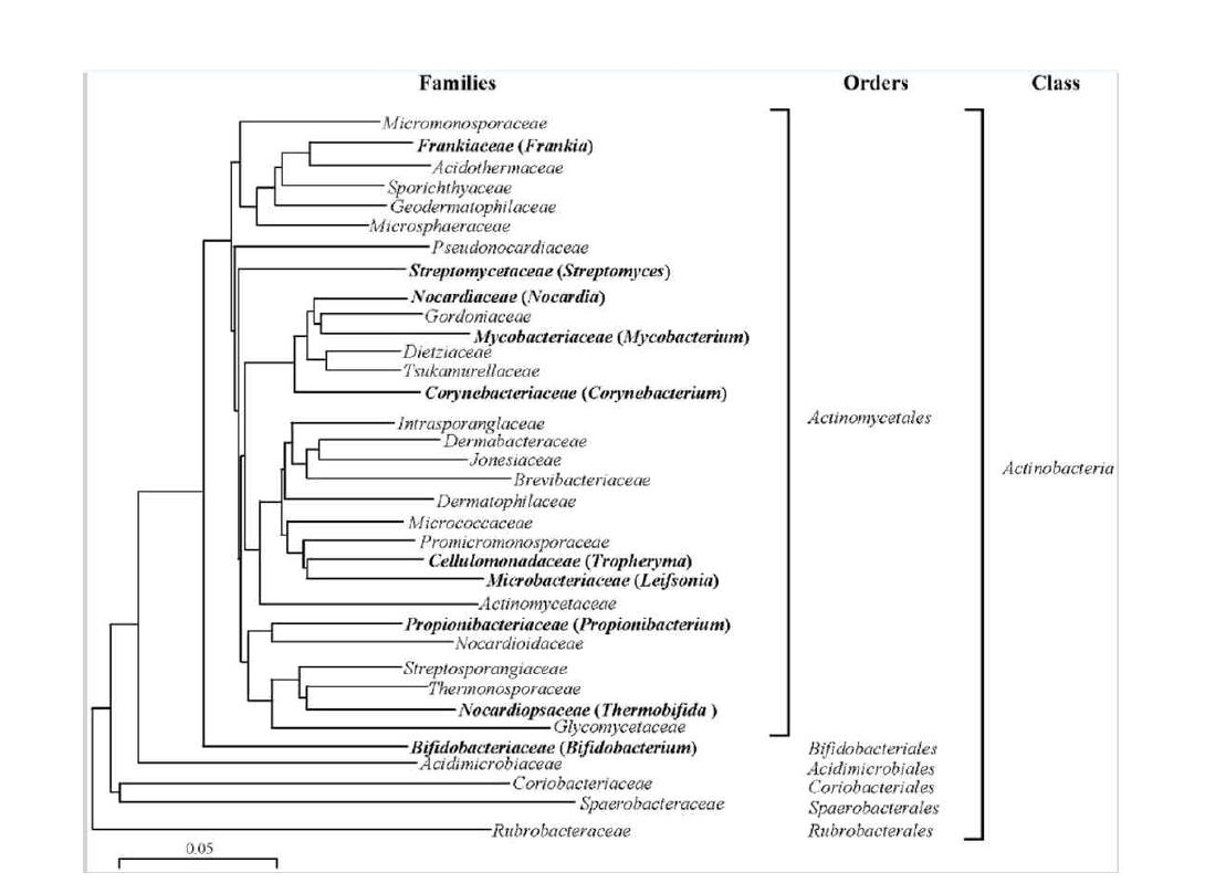Phylogenetic tree of Actinobacteria
