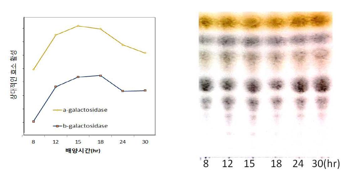 Effenct of the culture time on the production of α-/β - galactosidase and GOS production