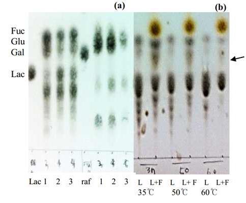 Effect of pH(a) and temperature(b) on transglycosylation activity of crude enzyme extracts from RD47.