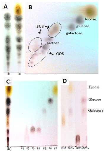 Determination of synthesized oligosaccharides by 1D TLC (A) and 2D TLC (B) and Preparation of Fucosyl-oligosaccharides (FUS) (C) and hydrolysis of FUS using crude enzyme extract from RD 47 (D)