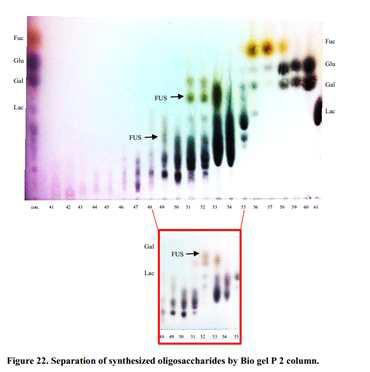 Separation of synthesized oligosaccharide by Bio gel P 2 column