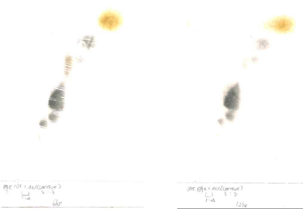 2D analysis of the product from transformant G1 and G9 using fucose and lactose as substrates.