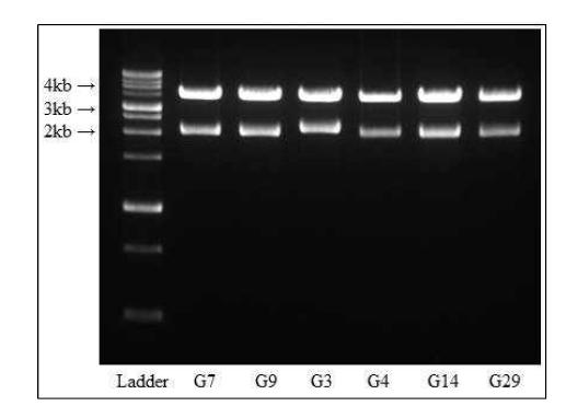 Confirmation of cloning of α/β