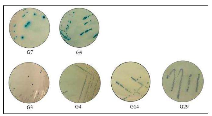 α/β-galactosidase activity in E. coli BL21 with substrate