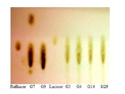 Oligosacchride synthesis using cloned galactosidases