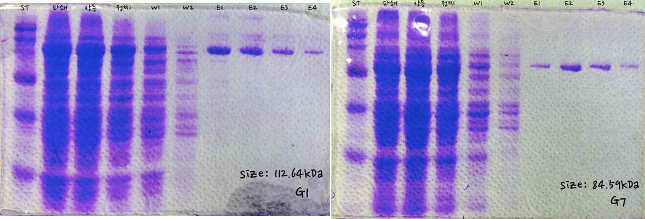 Histag purification of recombinant enzyme G1 and G7