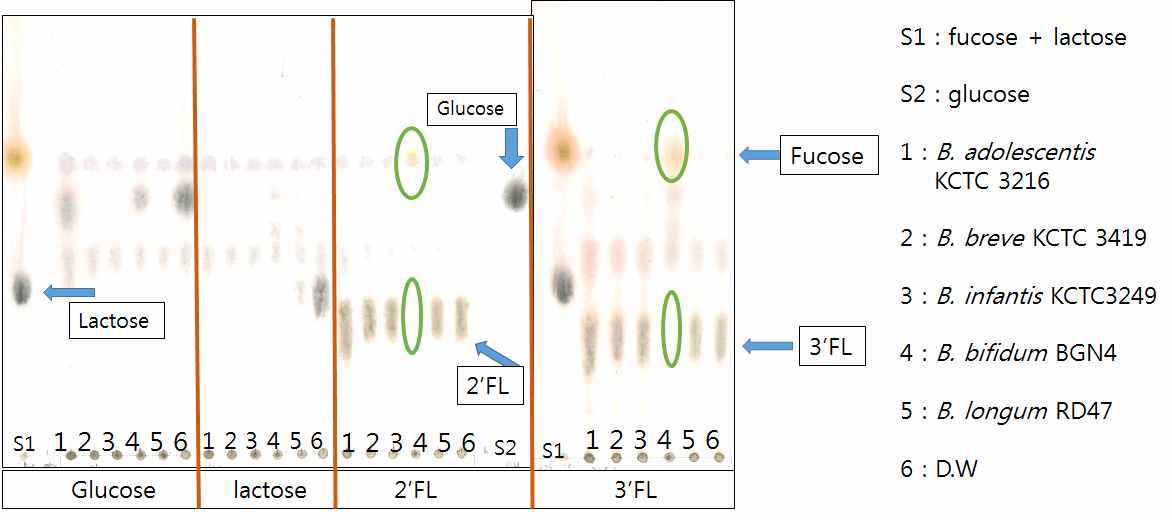 TLC chromatogram of the supernatant of the culture broth of various Bifidobacterium grown on glucose, lactose, 2‘, 3’-fucosyl lactose