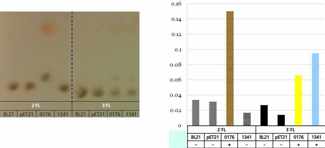 Enzyme activities and substrate specificities of two cloned fucosidases from B. bifidum BGN4