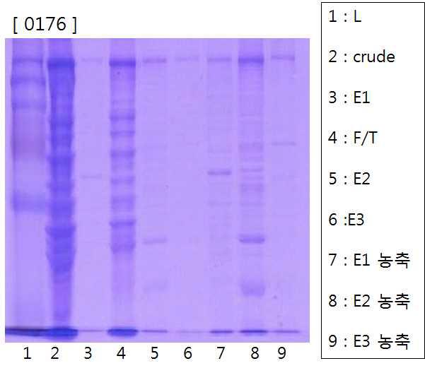 Purification of recombinant enzyme 0176.