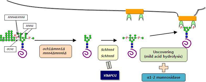 YlMPO1 발현을 통한 만노스-6-인산 형성 증가 기술의 개념도