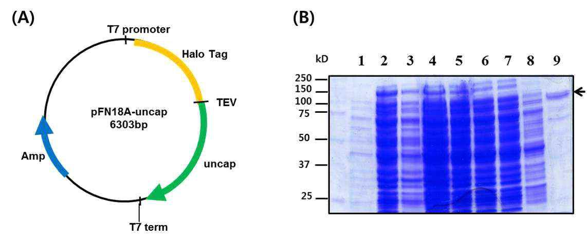 Halo-tagged uncapping 효소 발현 벡터 제작(A) 및 발현 확인(B)