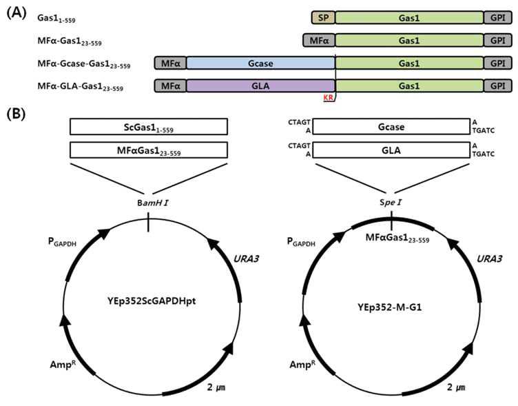 Gas1 발현 벡터 (A)와 ScGas1 융합 발현 벡터 (B)의 구조